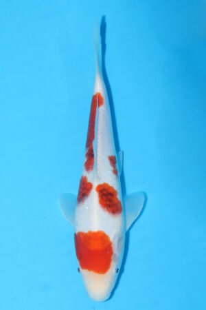 A-0122 - Ai Goromo - Izumiya