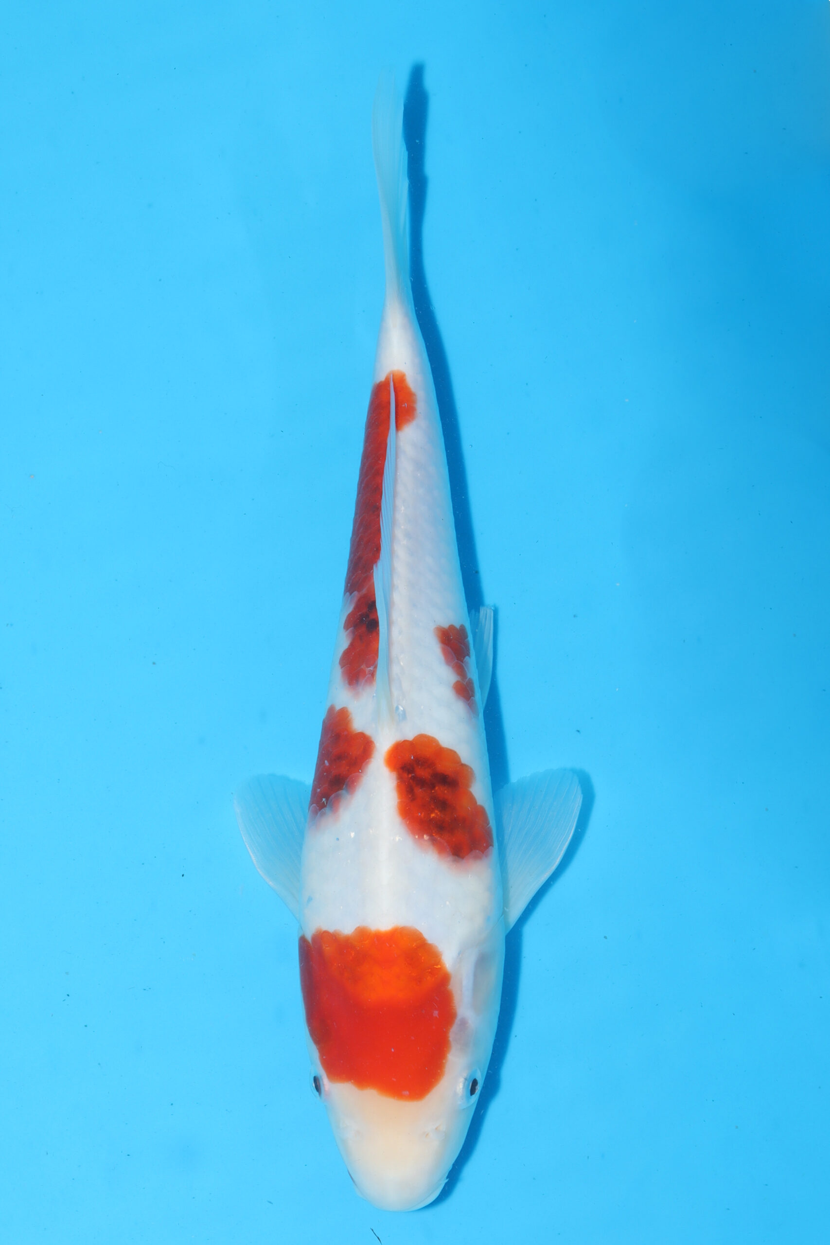 A-0122 - Ai Goromo - Izumiya