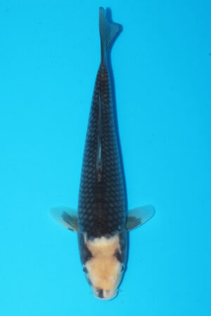 GK-3621 - Matsukawabaki - Izumiya