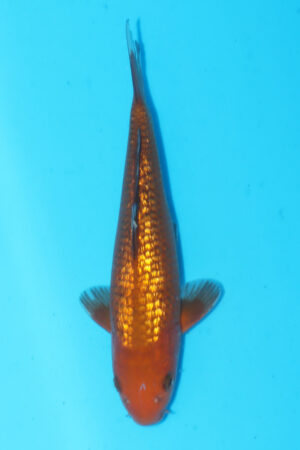 GK-3623 - Gin Rin Chagoi - Izumiya