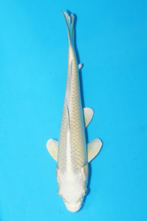 A-0025 - Mukashi Ogon - Izumiya