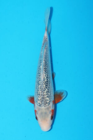 A-0026 - Gin Rin Asagi - Hosokai