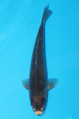 A-0027 - Matsukawabaki - Izumiya