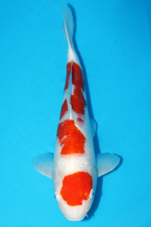 A-0028 - Gin Rin Kohaku - Maruyama