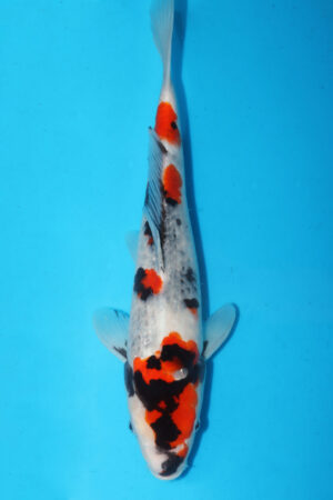 GK-3645 - Showa - Dainichi