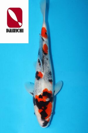 GK-3645 - Showa - Dainichi