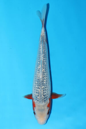 GK-3656 - Gin Rin Asagi - Hosokai