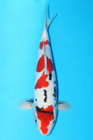 GK-3659 - Doitsu Showa - Shinoda