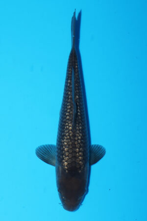 GK-3662 - Kawarigoi - Izumiya