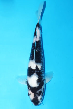 GK-3664 - Shiro Utsuri - Omosako