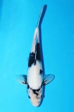 GK-3665 - Shiro Utsuri - Omosako