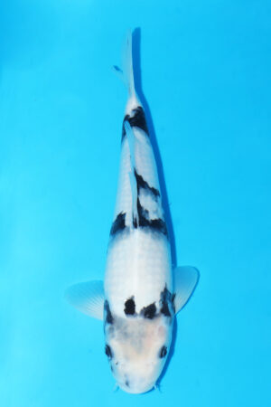 A3657 - Shiro Utsuri - Omosako