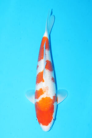 A-0081 - Kohaku - Takatatsu