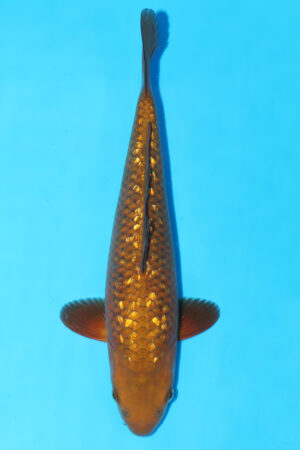 GK-3700 - Gin Rin Chagoi - Izumiya