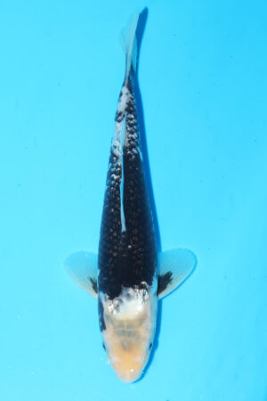 GK-3701 - Gin Rin Hajiro - Izumiya