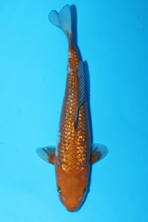 GK-3703 - Gin Rin Ochiba - Izumiya