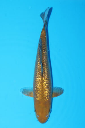 GK-3705 - Gin Rin Chagoi - Izumiya