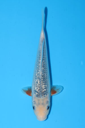 GK-3716 - Gin Rin Asagi - Oya