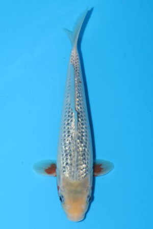 GK-3717 - Gin Rin Asagi - Oya