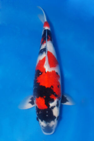 GK-3599 - Showa - Maruhiro