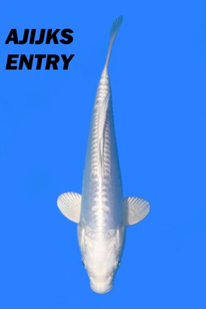 GK-3737 - Doitsu Purachina Ogon - Tanaka Satoshi