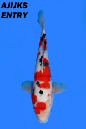 GK-3740 - Sanke - Maruhiro