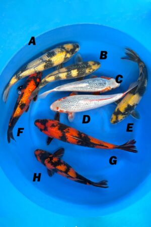 GK-3535 - Various - Maruhiro