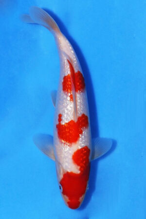 GK-3692 - Gin Rin Kohaku - Oya