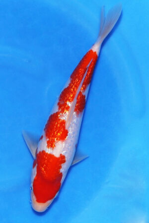 GK-3693 - Gin Rin Kohaku - Oya