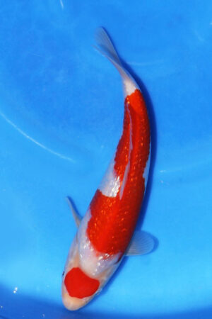 GK-3694 - Gin Rin Kohaku - Oya