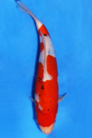 GK-3720 - Sanke - Oya