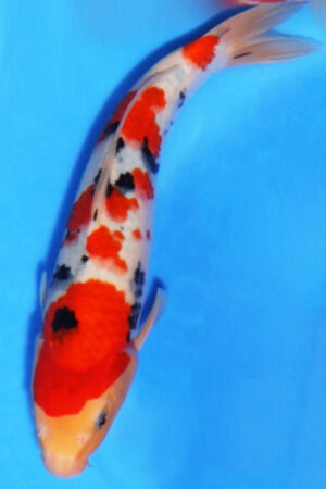 GK-3722 - Sanke - Oya