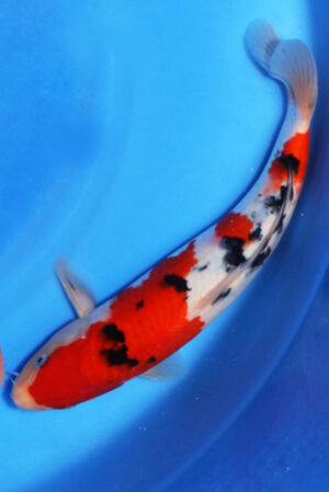 GK-3715 - Sanke - Oya