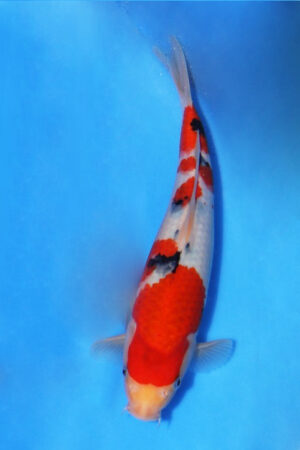 GK-3714 - Sanke - Oya