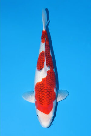 GK-3610 - Ai Goromo - Tani Koi Farm