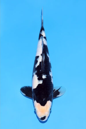 GK-3611 - Shiro Utsuri - Tani Koi Farm