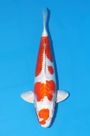 GK-3613 - Kikisui - Tani Koi Farm