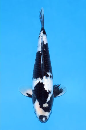 GK-3612 - Gin Rin Shiro Utsuri - Tani Koi Farm