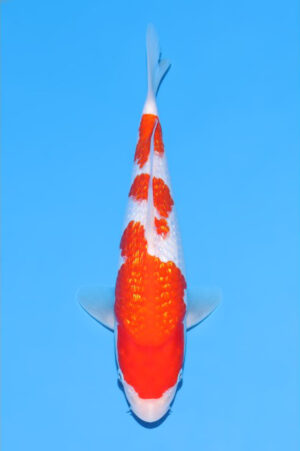 GK-3615 - Gin Rin Kohaku - Maruyama