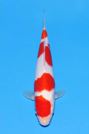 GK-3614 - Kohaku - Gonjiro