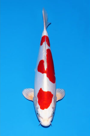 GK-3616 - Kikisui - Tani Koi Farm