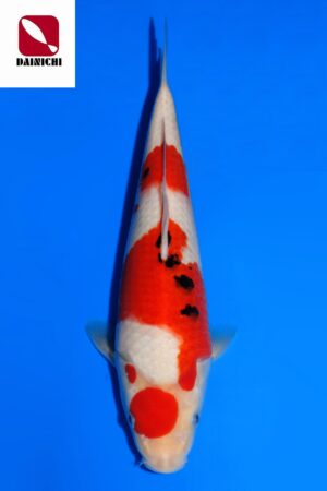 GK-3776 - Sanke - Dainichi