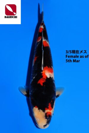 GK-3749 - Showa - Dainichi