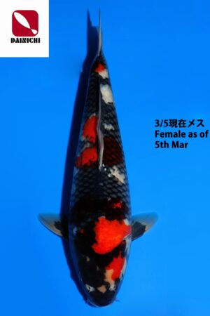 GK-3750 - Showa - Dainichi