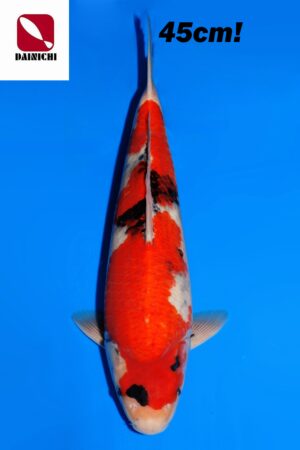 A-3778 - Showa - Dainichi