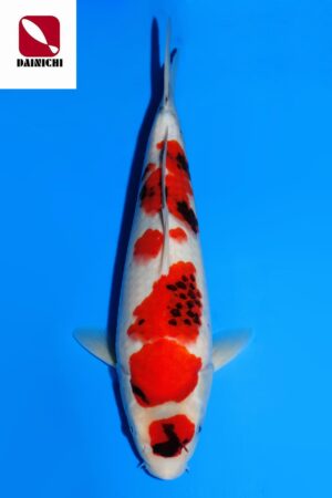 A-3779 - Showa - Dainichi