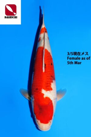 GK-3751 - Showa - Dainichi