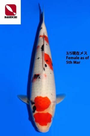 GK-3752 - Sanke - Dainichi