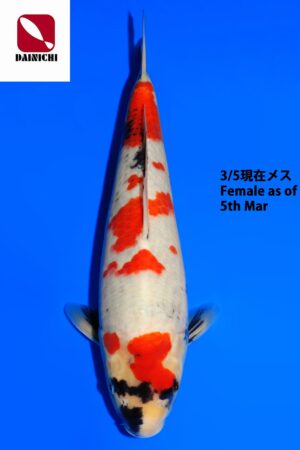 GK-3758 - Showa - Dainichi