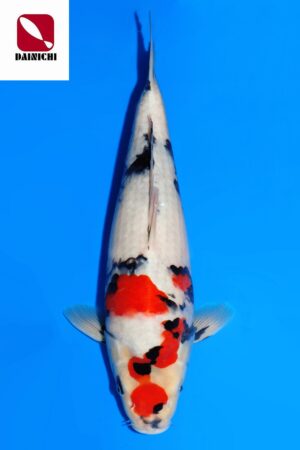 GK-3781 - Showa - Dainichi